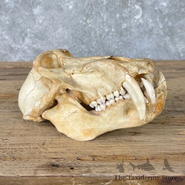 Chacma Baboon Taxidermy Full Skull Mount #26031 For Sale @The Taxidermy Store