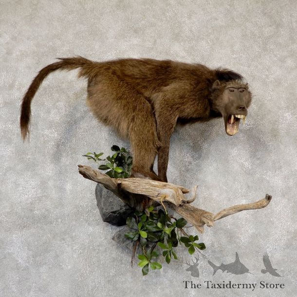 Chacma Baboon Taxidermy Life Size Mount #18926 For Sale @The Taxidermy Store