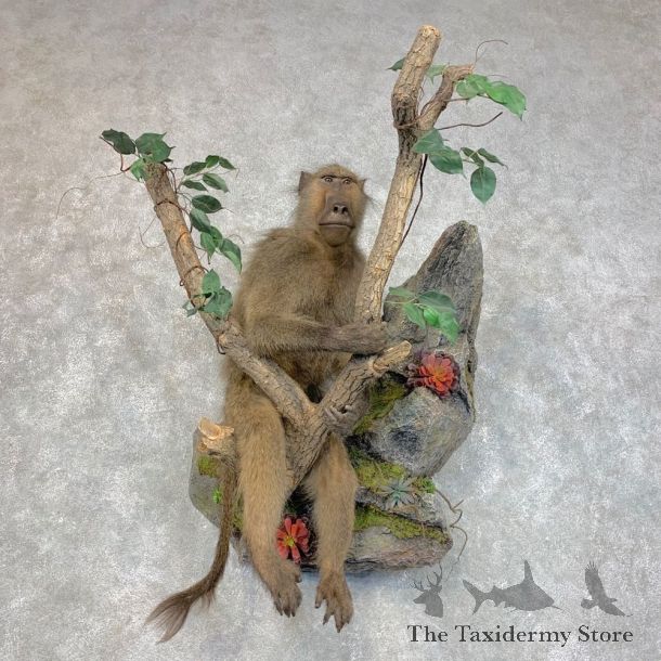Chacma Baboon Taxidermy Life Size Mount #22776 For Sale @The Taxidermy Store