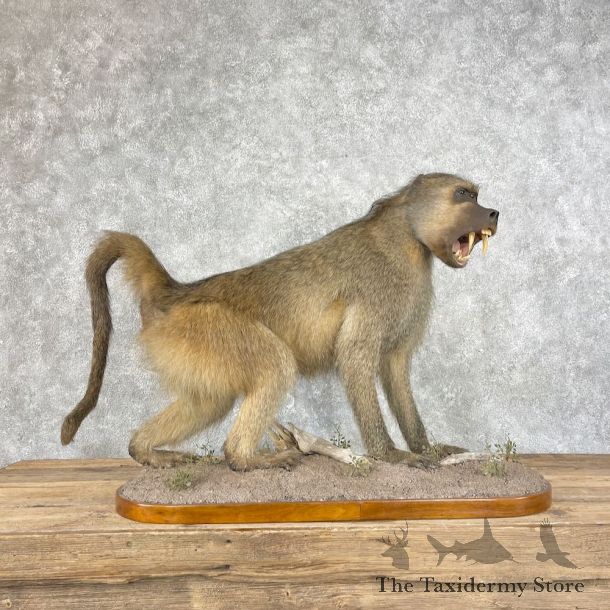 Chacma Baboon Taxidermy Life Size Mount #26033 For Sale @The Taxidermy Store