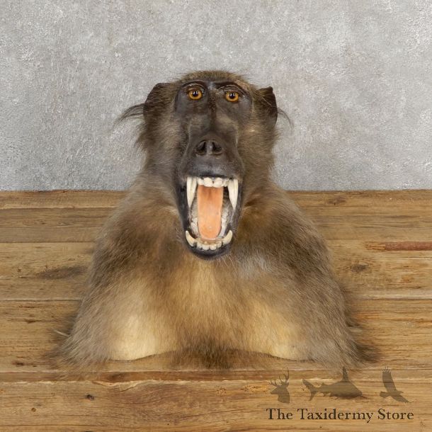 Chacma Baboon Taxidermy Shoulder Mount #21119 For Sale @The Taxidermy Store