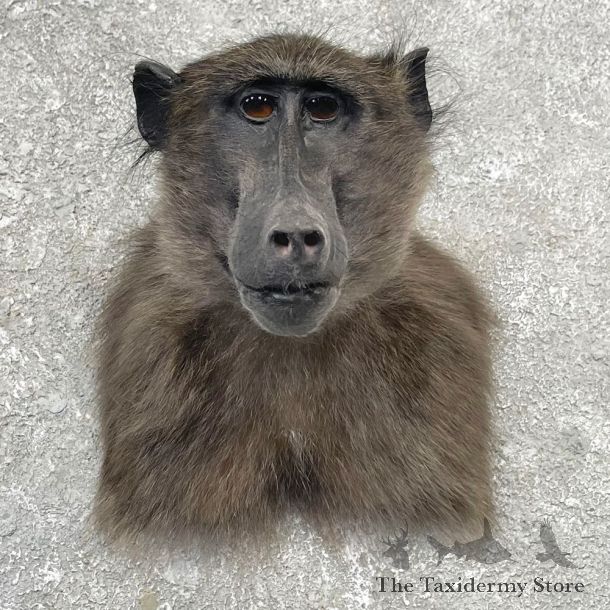 Chacma Baboon Taxidermy Shoulder Mount #24770 For Sale @The Taxidermy Store