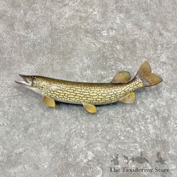 Chain Pickerel Fish Mount For Sale #27558 @ The Taxidermy Store