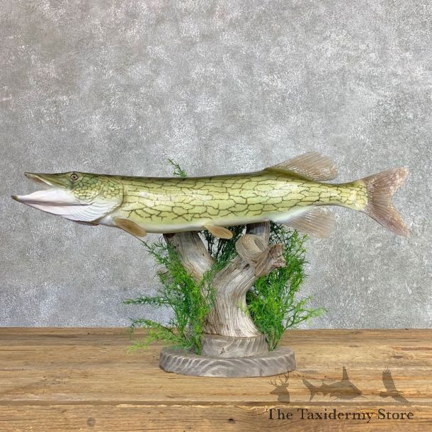 Chain Pickerel Fish Taxidermy Mount For Sale #22072 @ The Taxidermy Store