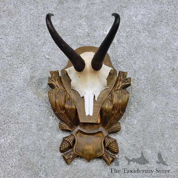 Chamois Skull Cap & Horn Mount For Sale #14446 @ The Taxidermy Store