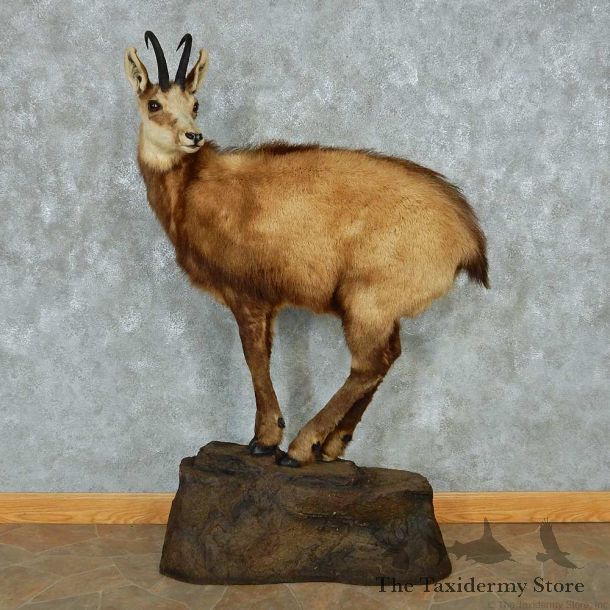 Alpine Chamois Standing Life-Size Mount #13472 For Sale @ The Taxidermy Store
