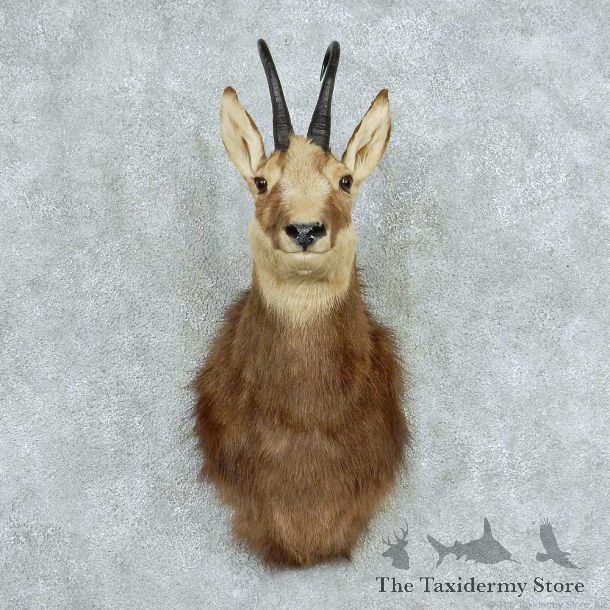 Alpine Chamois Shoulder Mount #13736 For Sale @ The Taxidermy Store