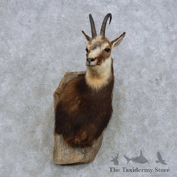 Pyrenean Chamois Shoulder Mount For Sale #14606 @ The Taxidermy Store