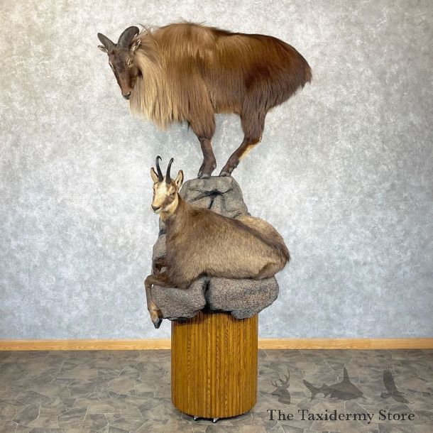 Chamois and Tahr Life-Size Mount For Sale #24967 @ The Taxidermy Store