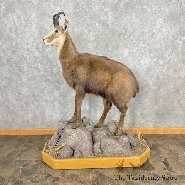 Chamois Life-Size Mount For Sale #26882 @ The Taxidermy Store