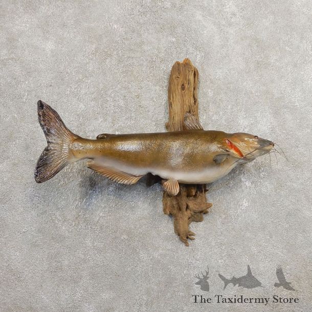 Channel Catfish Taxidermy Fish Mount #20896 For Sale @ The Taxidermy Store