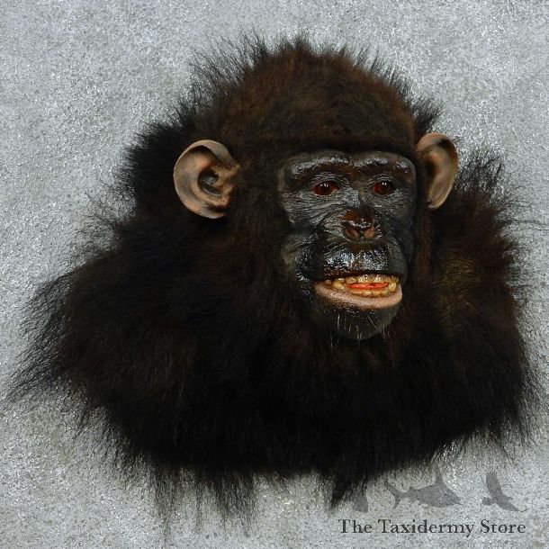 Chimpanzee Shoulder Taxidermy Mount #13073 For Sale @ The Taxidermy Store