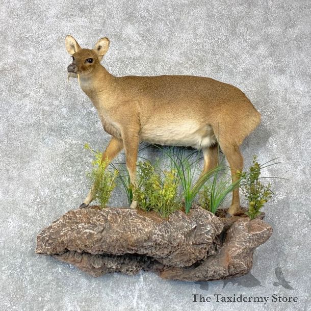 Chinese Water Deer Life-Size Mount For Sale #24029 @ The Taxidermy Store