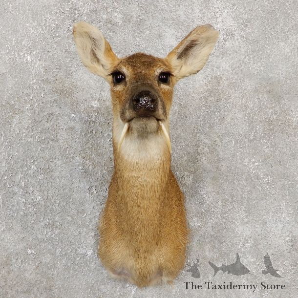 Chinese Water Deer Shoulder Mount For Sale #20024 @ The Taxidermy Store