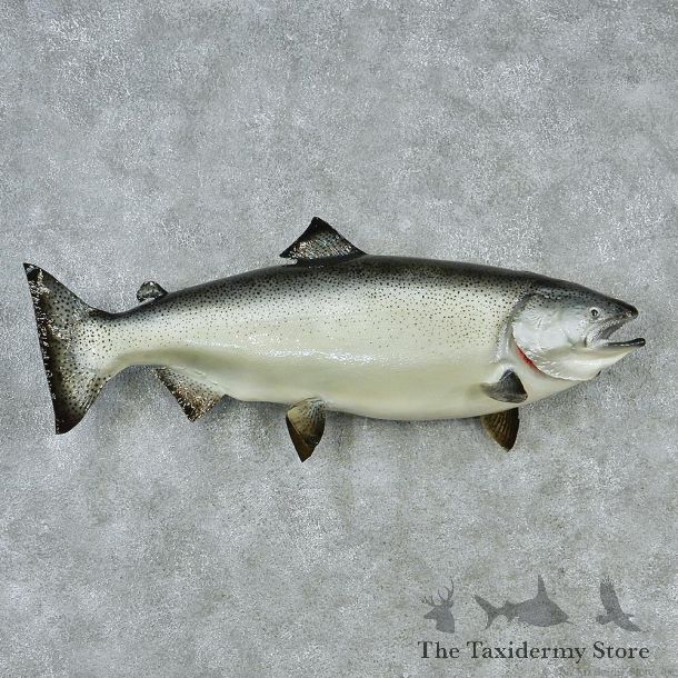 Chinook Taxidermy Fish Mount M1 #12831 For Sale @ The Taxidermy Store