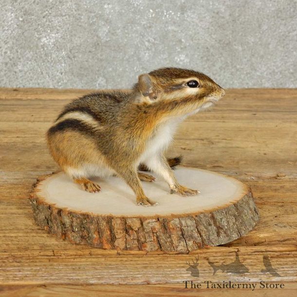 Chipmunk Life-Size Mount For Sale #15966 @ The Taxidermy Store