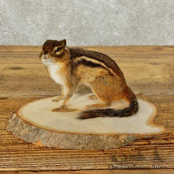 Chipmunk Life-Size Mount For Sale #15967 @ The Taxidermy Store