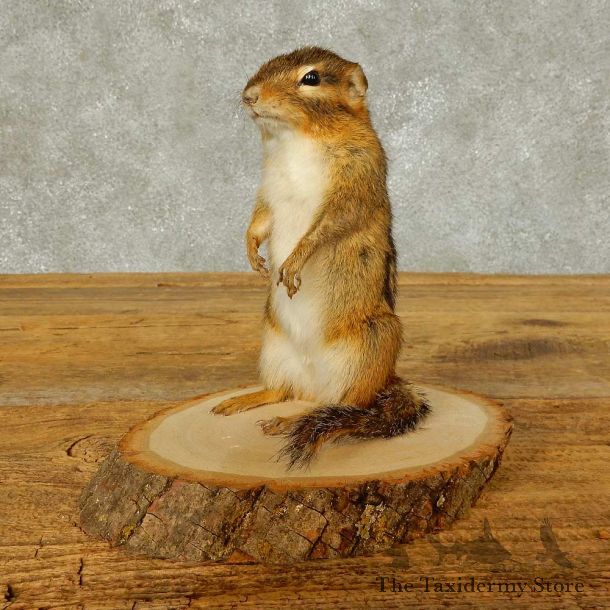 Canoe Chipmunk Novelty Mount For Sale #16325 @ The Taxidermy Store