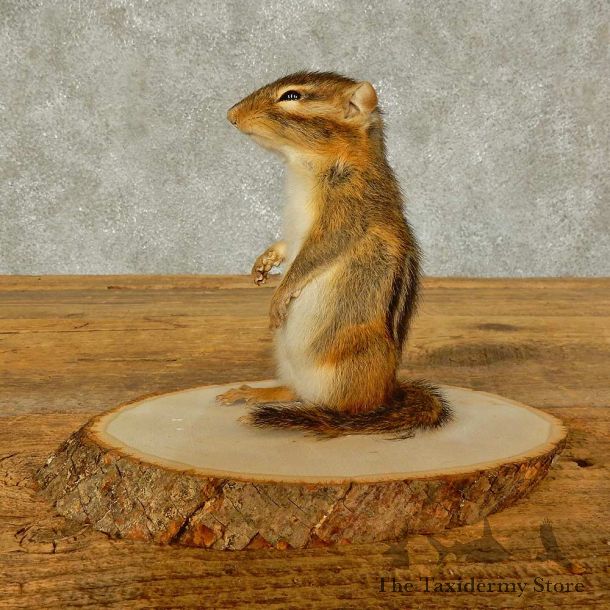 Chipmunk Life-Size Mount For Sale #16326 @ The Taxidermy Store