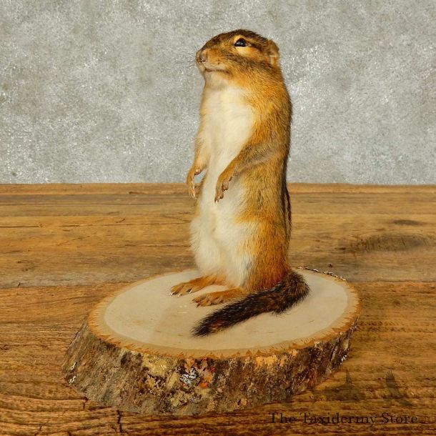 Chipmunk Life-Size Mount For Sale #16327 @ The Taxidermy Store