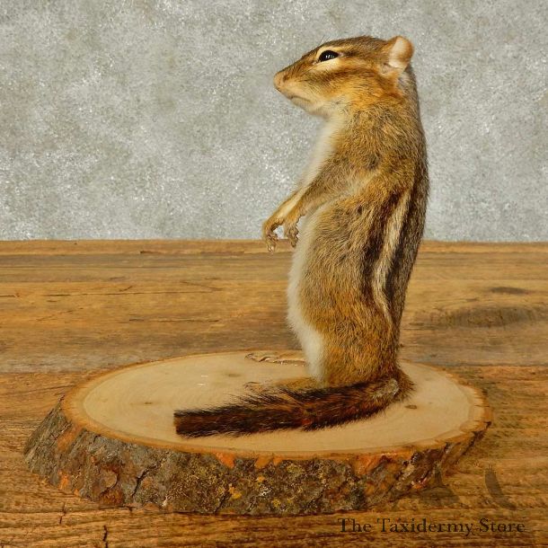 Chipmunk Life-Size Mount For Sale #16328 @ The Taxidermy Store