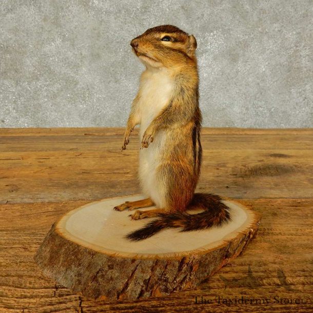 Chipmunk Life-Size Mount For Sale #16329 @ The Taxidermy Store