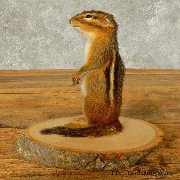 Chipmunk Life-Size Mount For Sale #16331 @ The Taxidermy Store