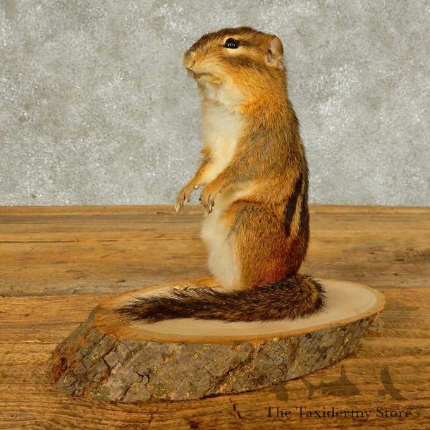 Chipmunk Life-Size Mount For Sale #16333 @ The Taxidermy Store