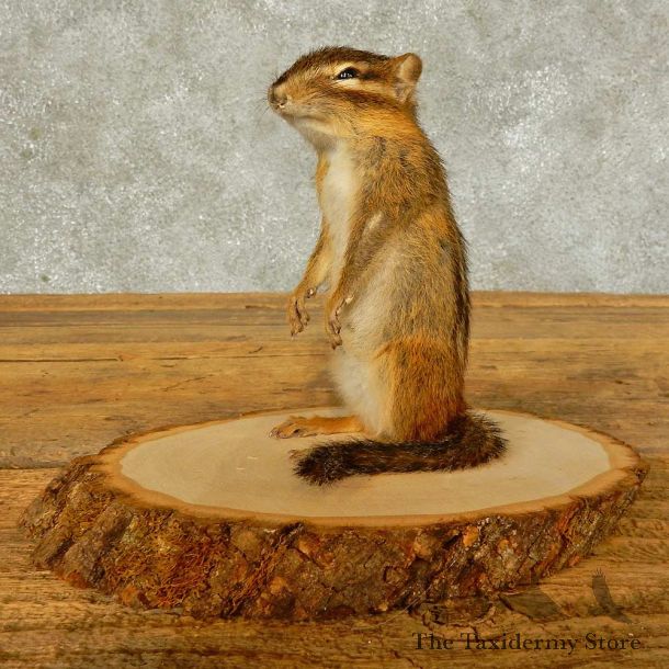 Chipmunk Life-Size Mount For Sale #16334 @ The Taxidermy Store