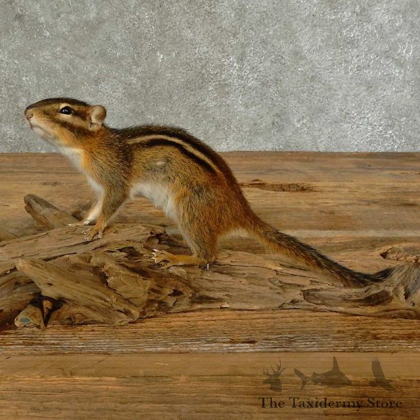 Chipmunk Life-Size Mount For Sale #16824 @ The Taxidermy Store