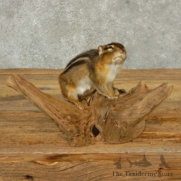 Chipmunk Life-Size Mount For Sale #16826 @ The Taxidermy Store