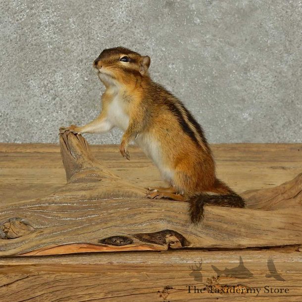 Chipmunk Life-Size Mount For Sale #16827 @ The Taxidermy Store