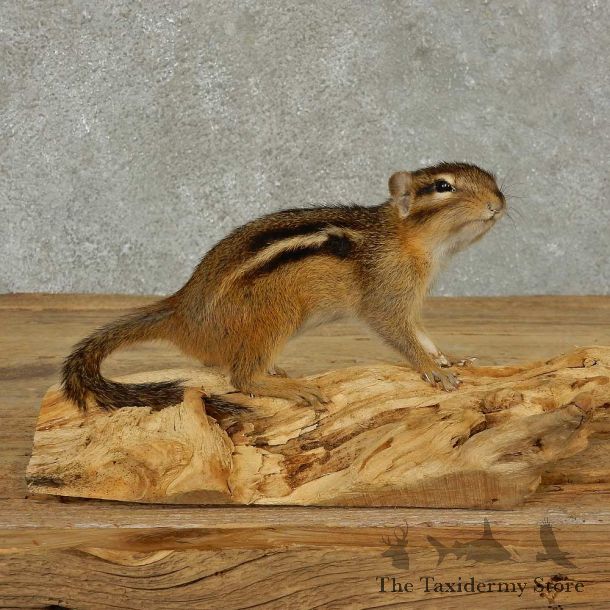 Chipmunk Life-Size Mount For Sale #16828 @ The Taxidermy Store