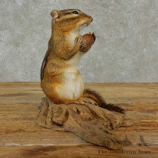Chipmunk Life-Size Mount For Sale #16829 @ The Taxidermy Store