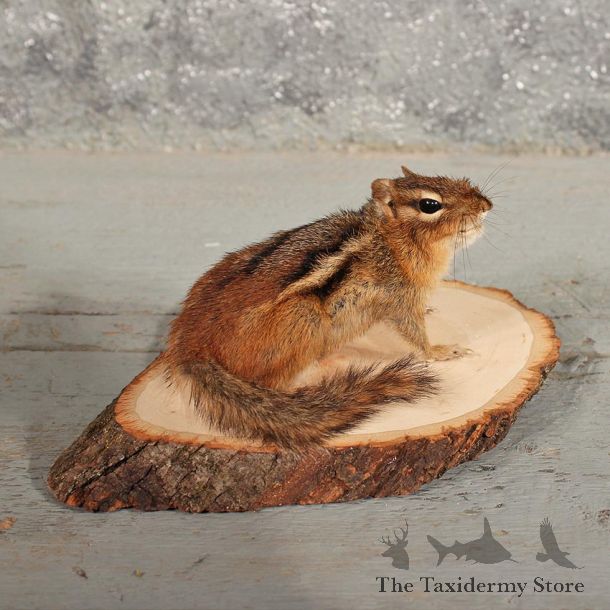 Standing Chipmunk Mount #11473 - For Sale - The Taxidermy Store