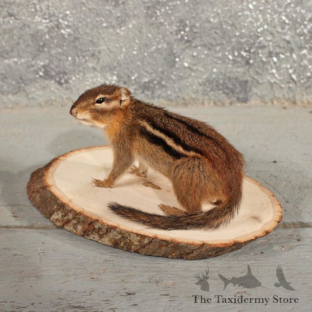 Standing Chipmunk Mount #11474 - For Sale - The Taxidermy Store