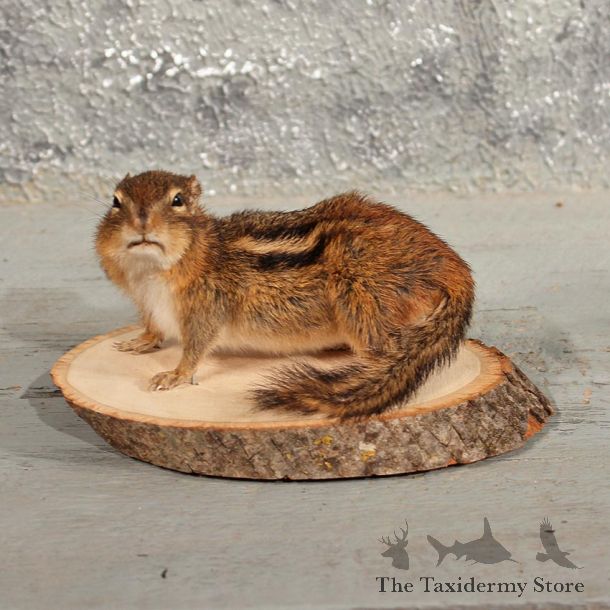 Standing Chipmunk Mount #11475 - For Sale - The Taxidermy Store