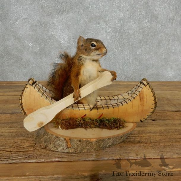 Canoe Chipmunk Novelty Mount For Sale #18173 @ The Taxidermy Store