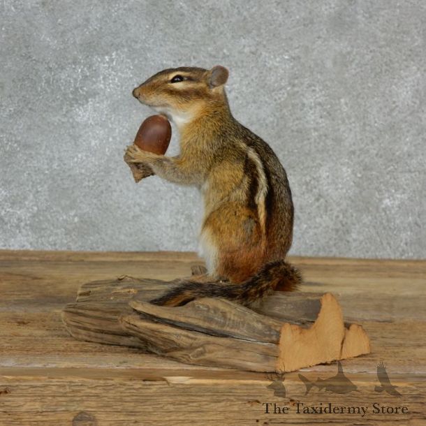 Chipmunk Life-Size Mount For Sale #17137 @ The Taxidermy Store