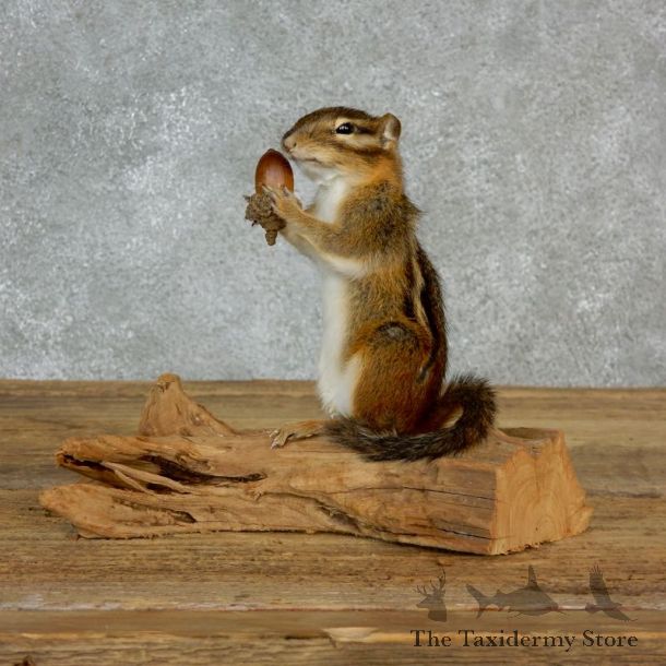 Chipmunk Life-Size Mount For Sale #17138 @ The Taxidermy Store