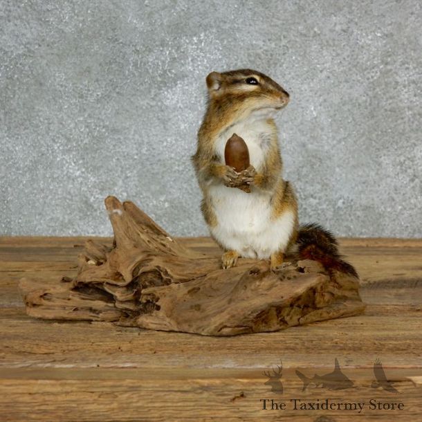 Chipmunk Life-Size Mount For Sale #17139 @ The Taxidermy Store