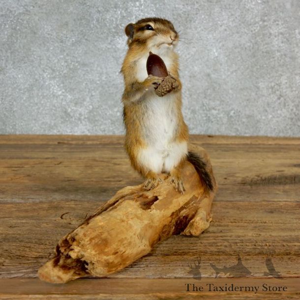 Chipmunk Life-Size Mount For Sale #17140 @ The Taxidermy Store