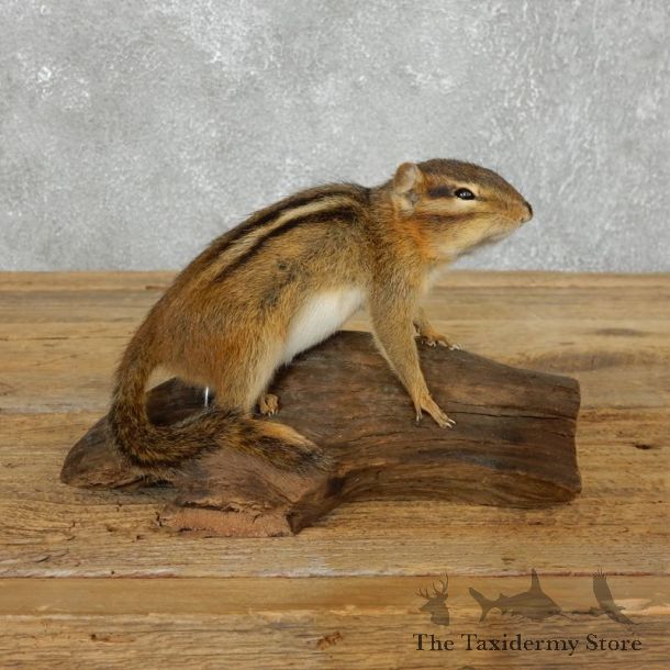 Chipmunk Life-Size Mount For Sale #18187 @ The Taxidermy Store
