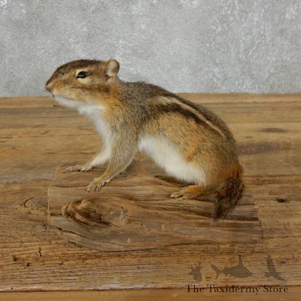 Chipmunk Life-Size Mount For Sale #18188 @ The Taxidermy Store