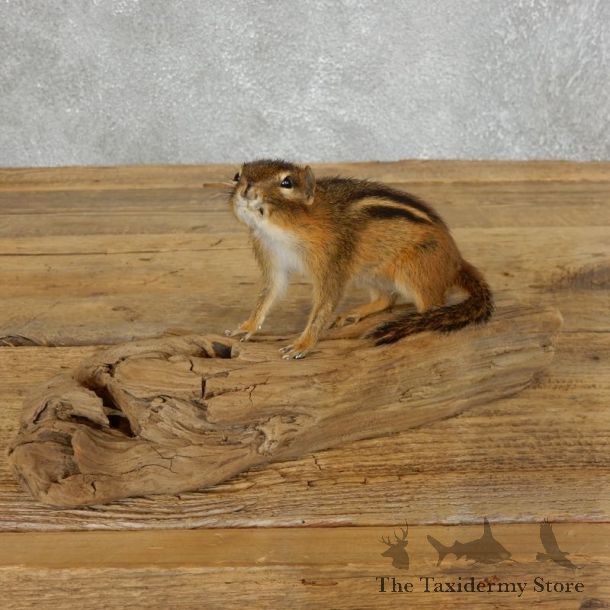 Chipmunk Life-Size Mount For Sale #18189 @ The Taxidermy Store