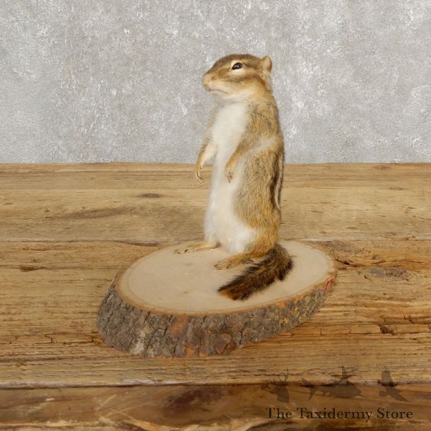Chipmunk Life-Size Mount For Sale #20250 @ The Taxidermy Store