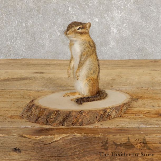 Chipmunk Life-Size Mount For Sale #20251 @ The Taxidermy Store