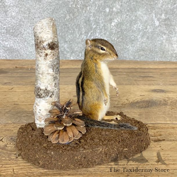 Chipmunk Life-Size Mount For Sale #22444 @ The Taxidermy Store
