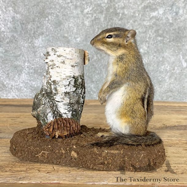 Chipmunk Life-Size Mount For Sale #22445 @ The Taxidermy Store