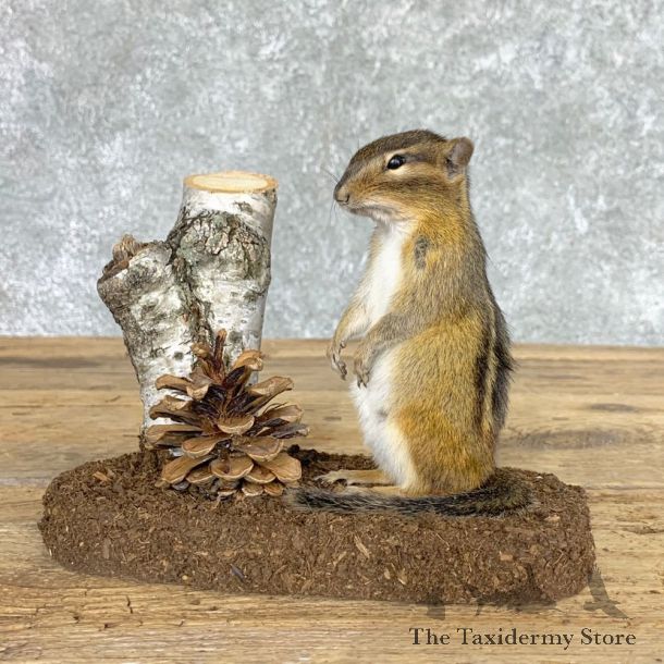 Chipmunk Life-Size Mount For Sale #22446 @ The Taxidermy Store